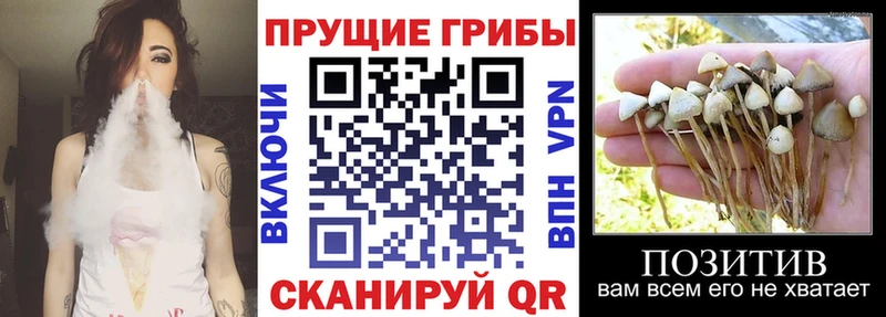 Галлюциногенные грибы Psilocybine cubensis  даркнет сайт  Нижний Ломов 